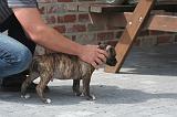 ADULTE ET CHIEN 420